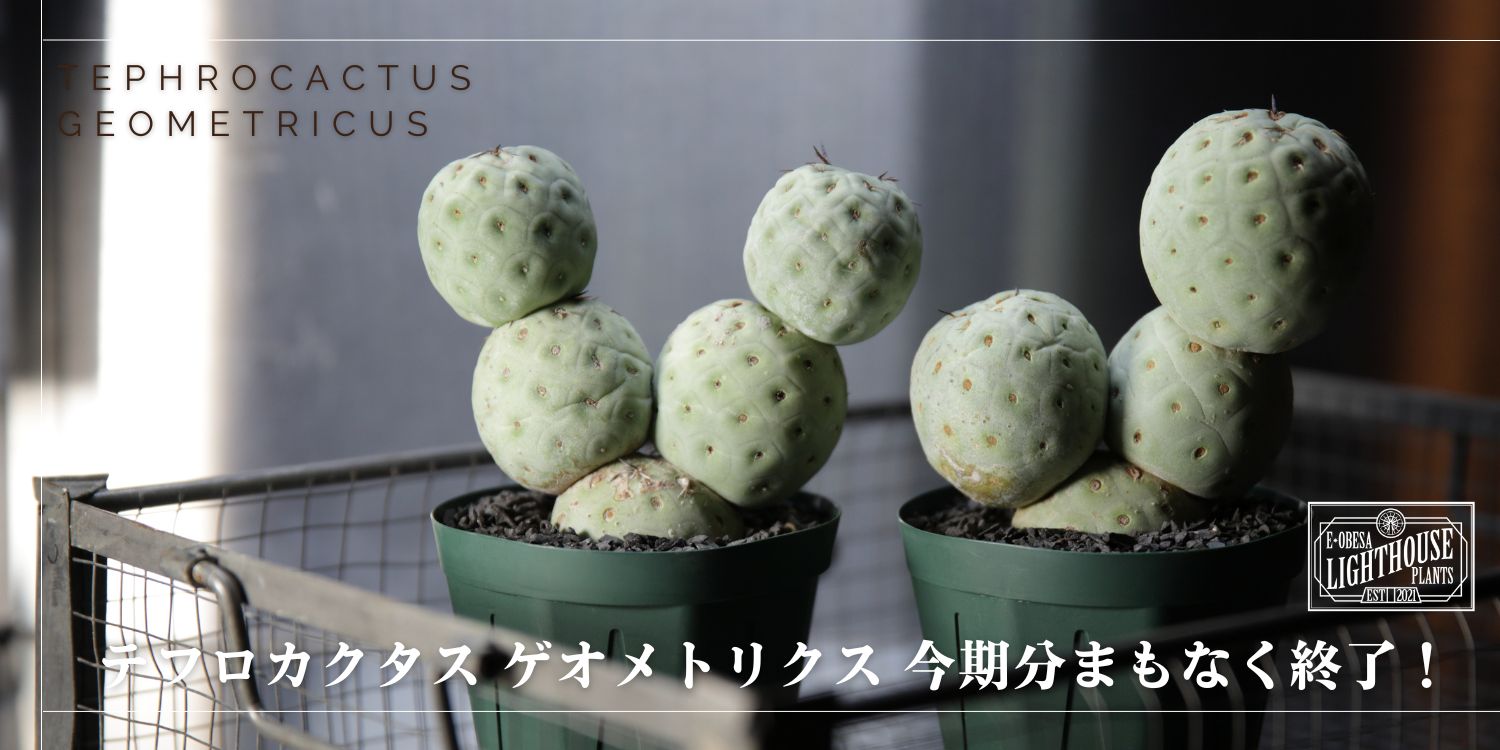 今期分のテフロカクタス ゲオメトリクス、まもなく完売!!