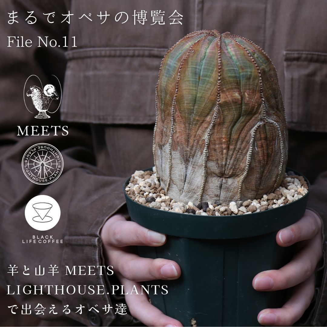 まるでオベサの博覧会 羊と山羊 MEETS LIGHTHOUSE.PLANTSで出会えるオベサ達11