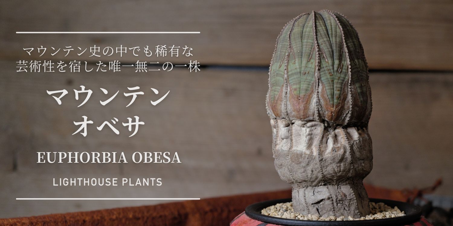 マウンテン史の中でも稀有な芸術性を宿した唯一無二の一株 オベサ