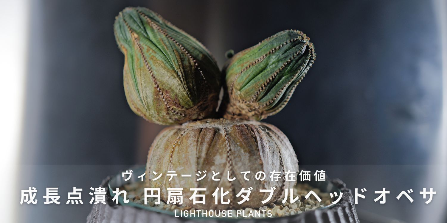 ヴィンテージとしての存在価値 超大株 成長点潰れ 円扇石化オベサ