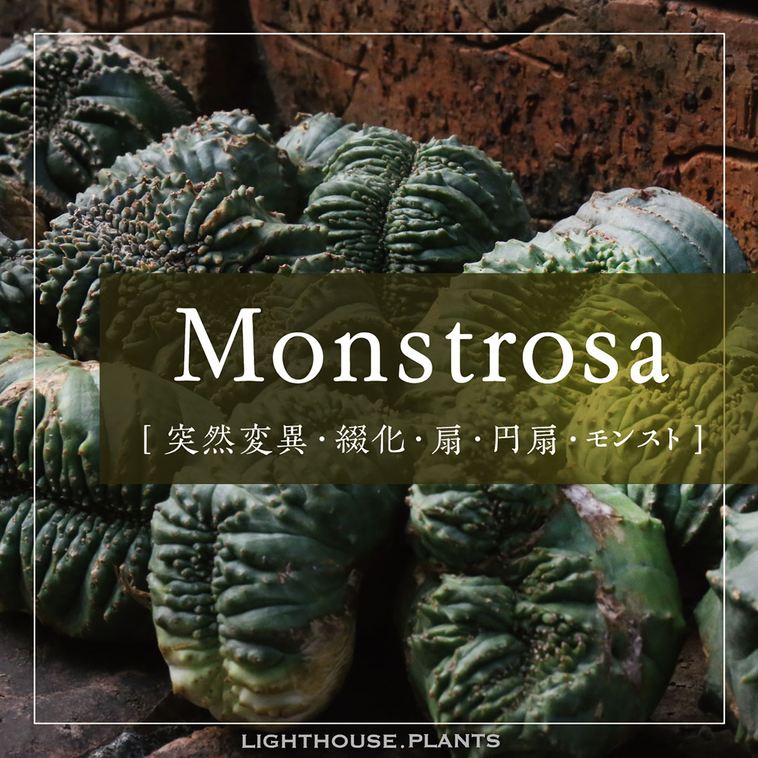 【MONSTROUSA - モンストローサ】綴化、石化、モンスト。突然変異したユーフォルビア オベサ