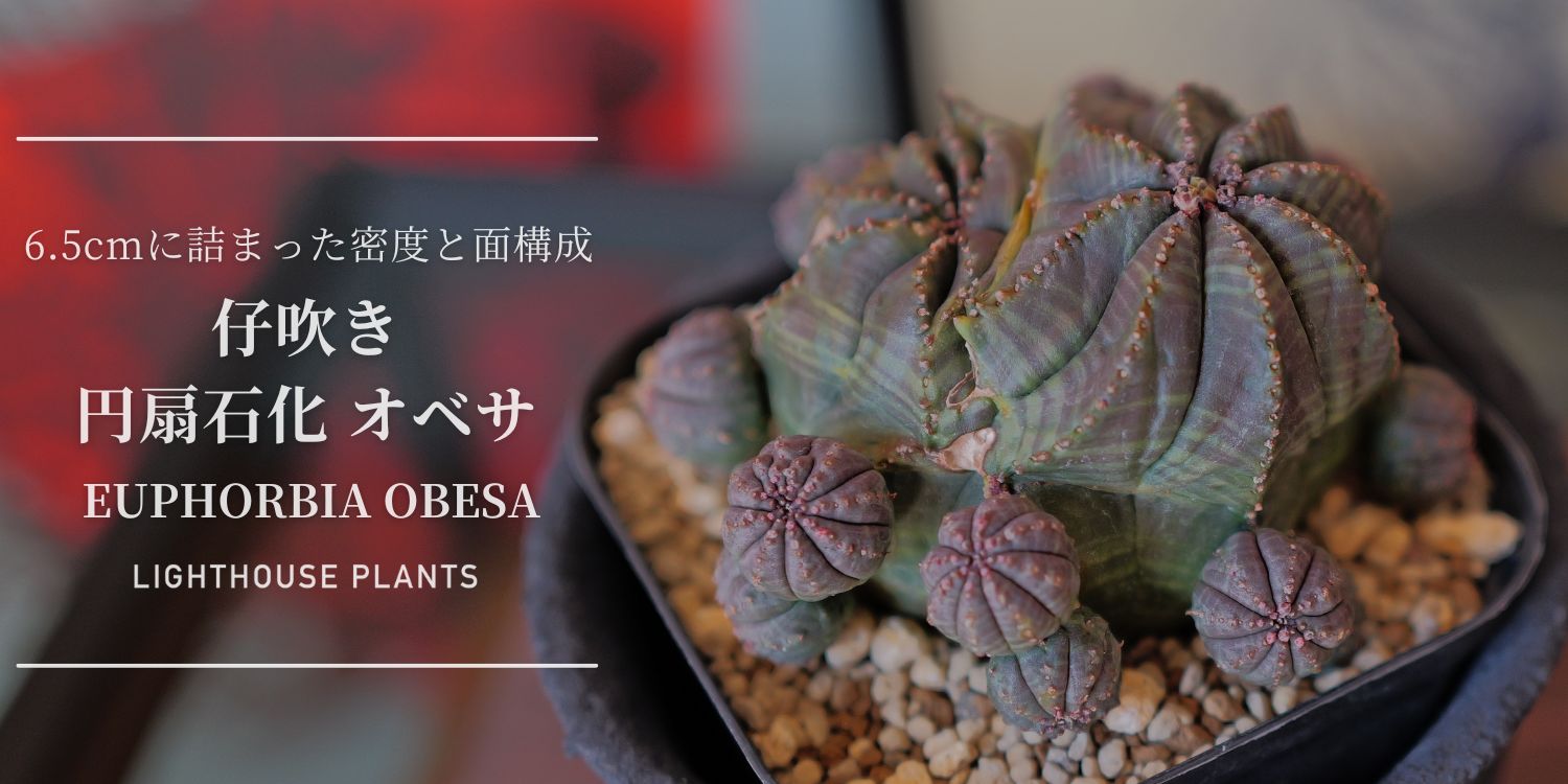 最大幅 約6.5cmに詰まった密度と面構成。円扇石化 仔吹きオベサ