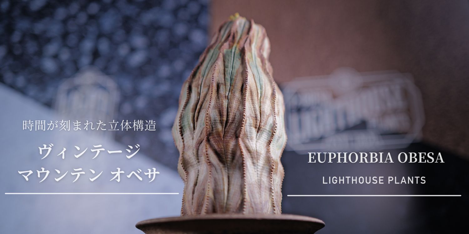 01.31 20時 販売 / 約20年の時が刻まれた立体構造 ヴィンテージ マウンテン オベサ