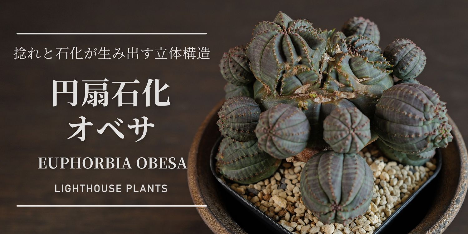 BLOG | LIGHTHOUSE.PLANTS - 海外実生株のオベサなど輸入植物を販売