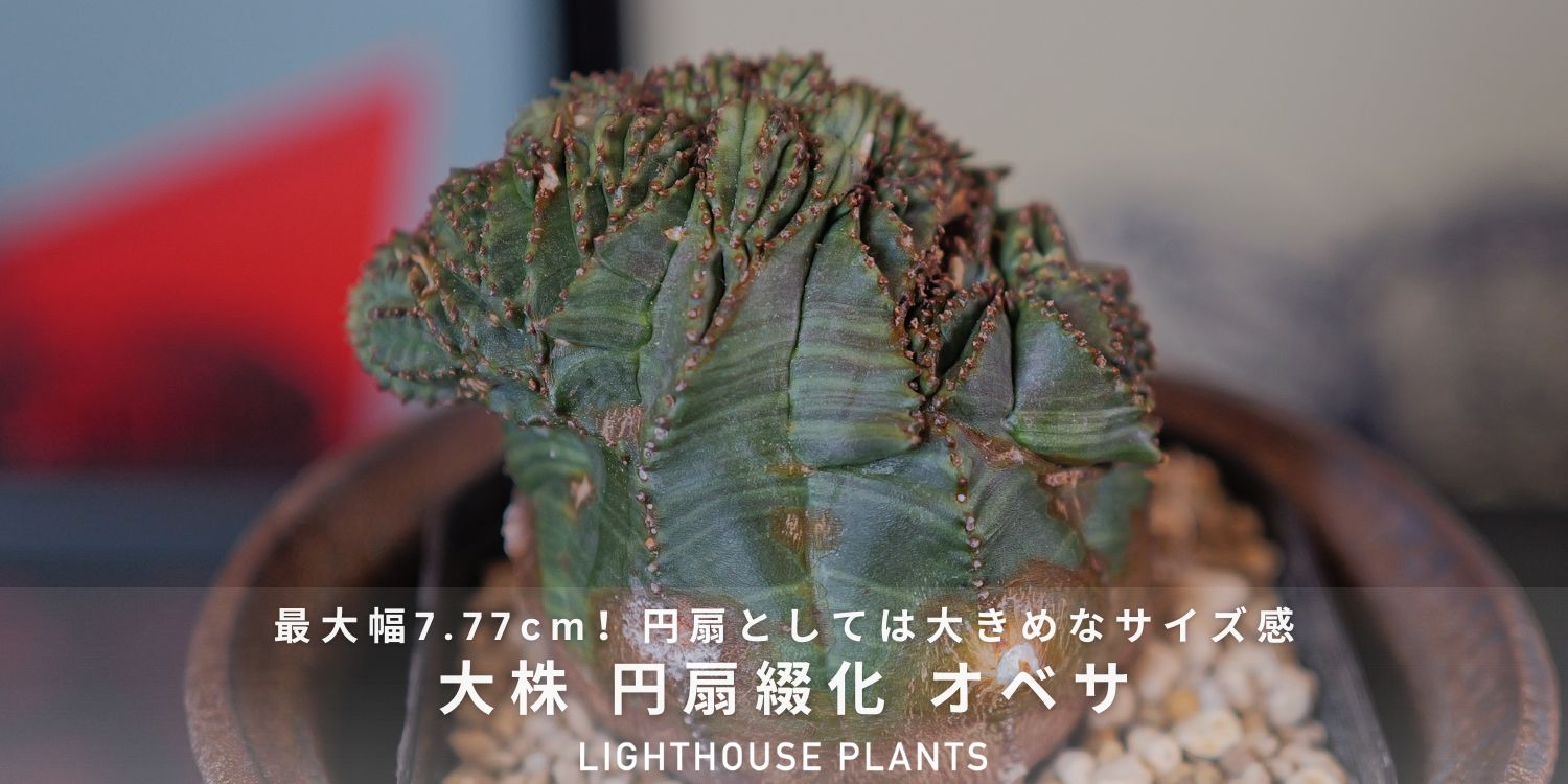 BLOG | LIGHTHOUSE.PLANTS - 海外実生株のオベサなど輸入植物を販売