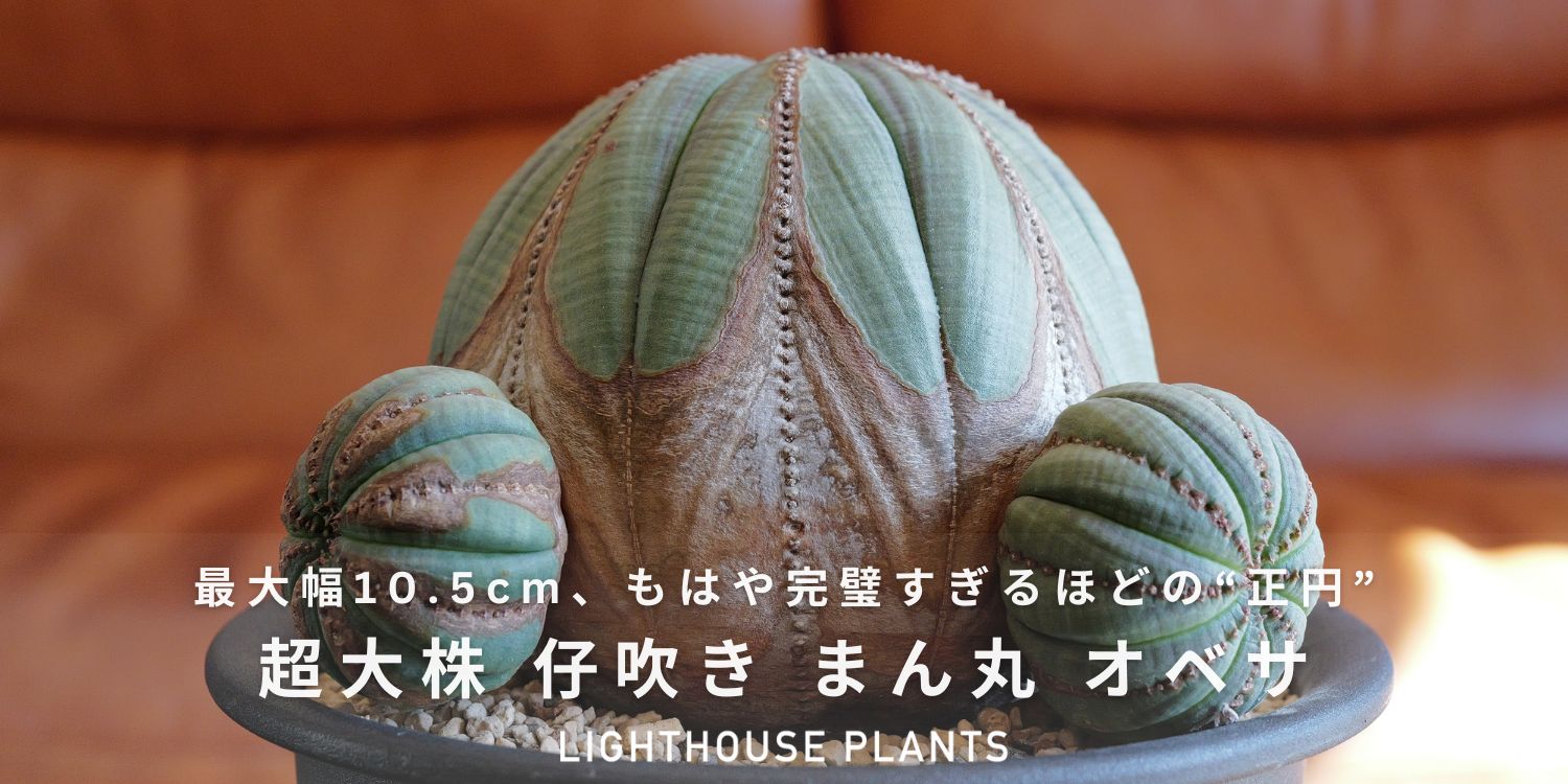 10.31.SAT.20時販売 / 最大幅10.5cm!もはや完璧すぎるほどの“正円” 超大株オベサ