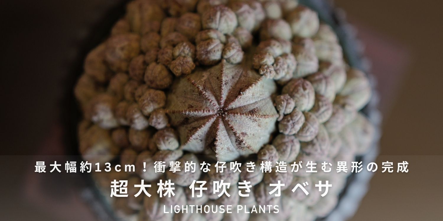 衝撃的な仔吹き構造が生む異形の完成形 超大株 仔吹き オベサ