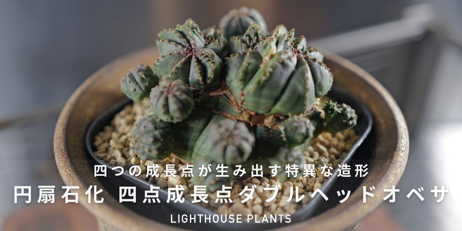四つの成長点が生み出す特異な造形 円扇石化 ダブルヘッド オベサ