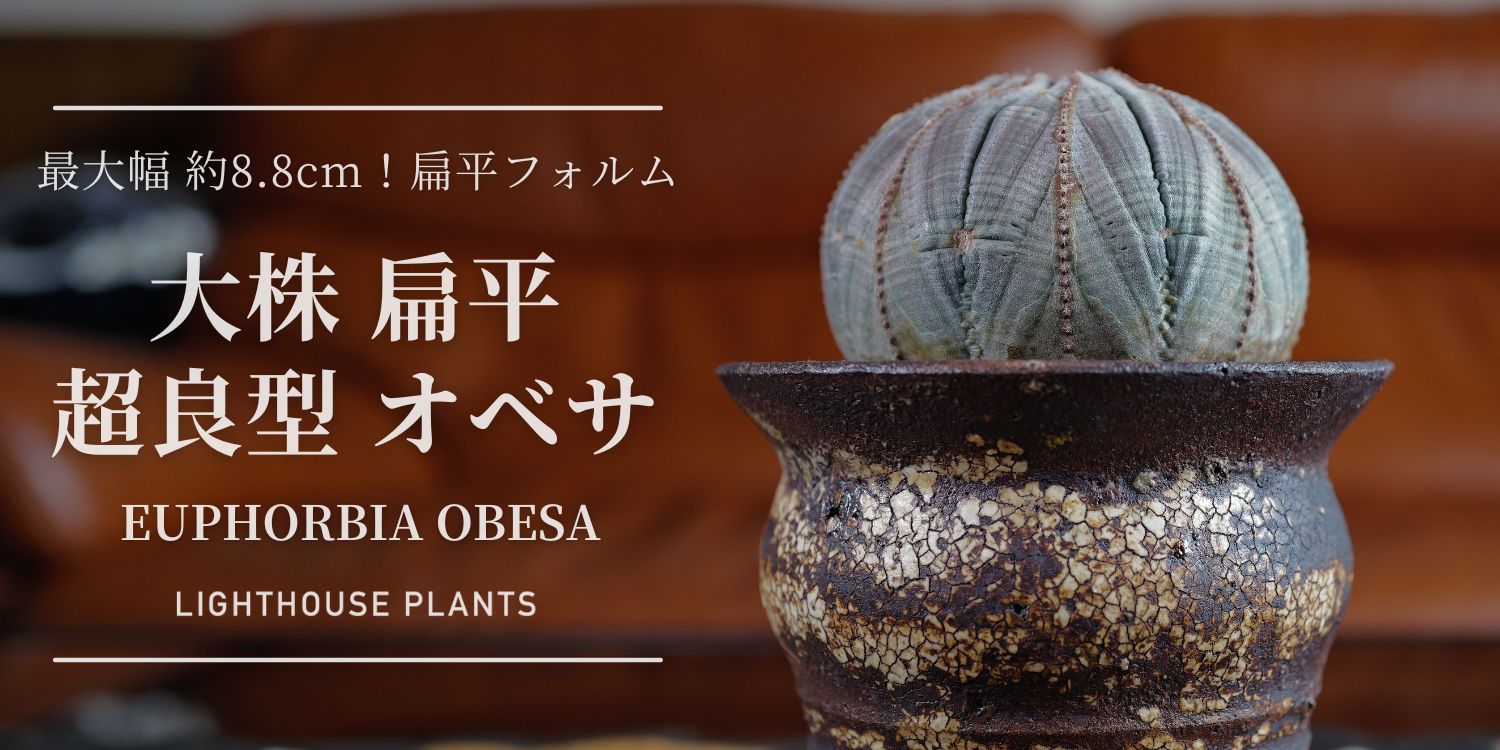 高さを抑えた、最大幅 約8.8cmの巨大な扁平フォルム オベサ