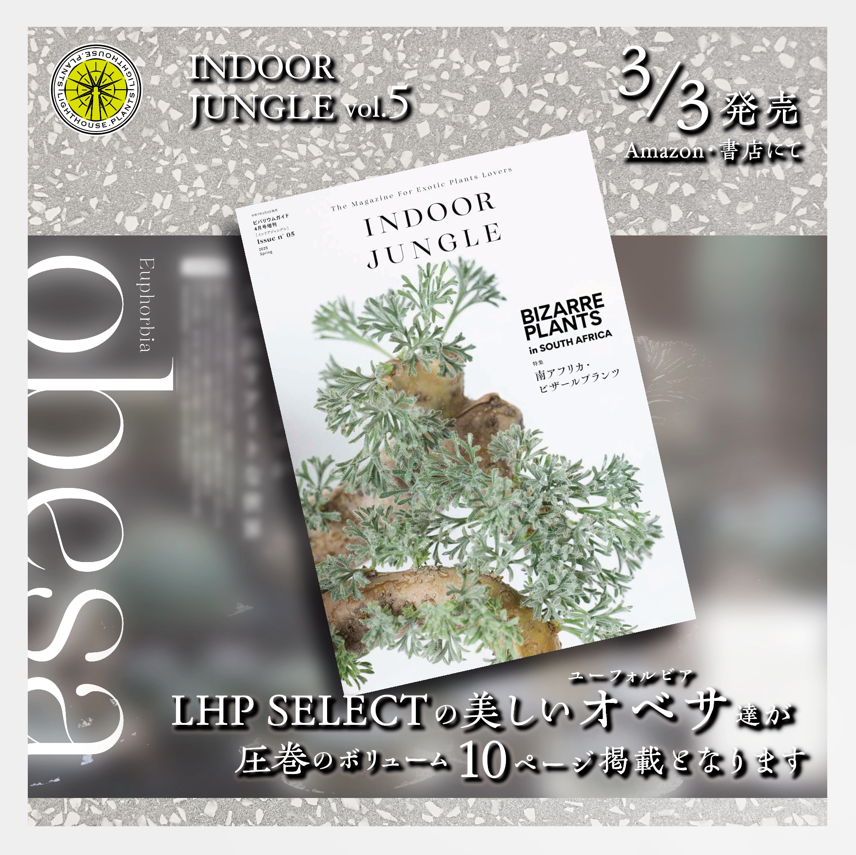 雑誌掲載情報【INDOOR JUNGLE No.05】南アフリカ ビザールプランツ特集