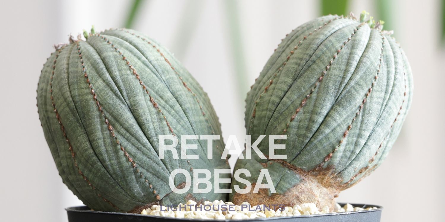 RETAKE / 捻れを深めながら成長する、ダブルヘッド オベサ