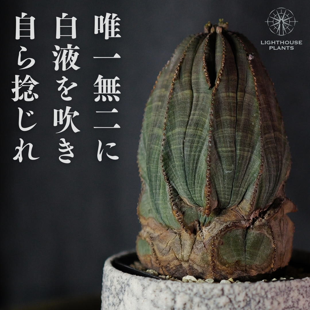 自ら捻じれ白液を吹き唯一無二になったユーフォルビア オベサ