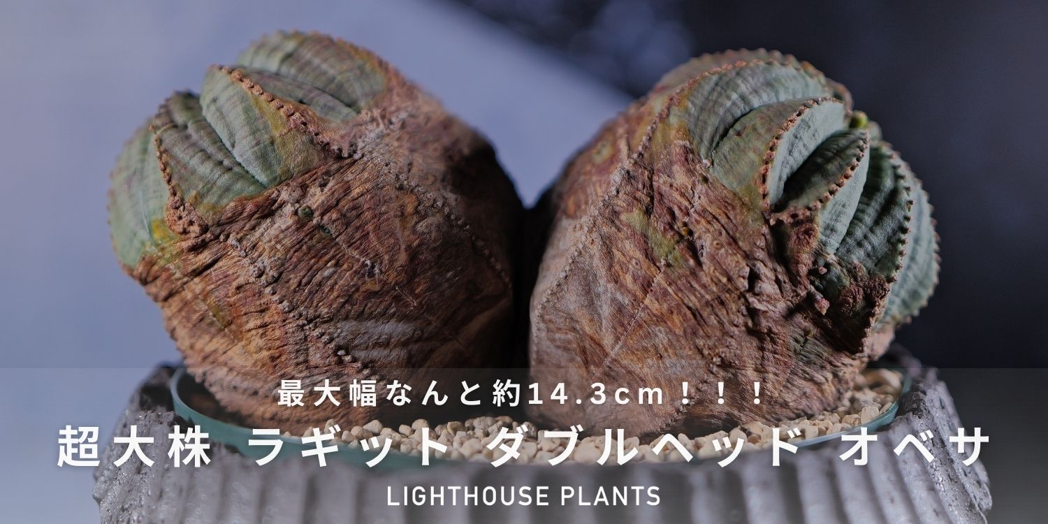 01.31 20時 販売 / 最大幅なんと約14.3cm!超大株 ラギット ダブルヘッド オベサ