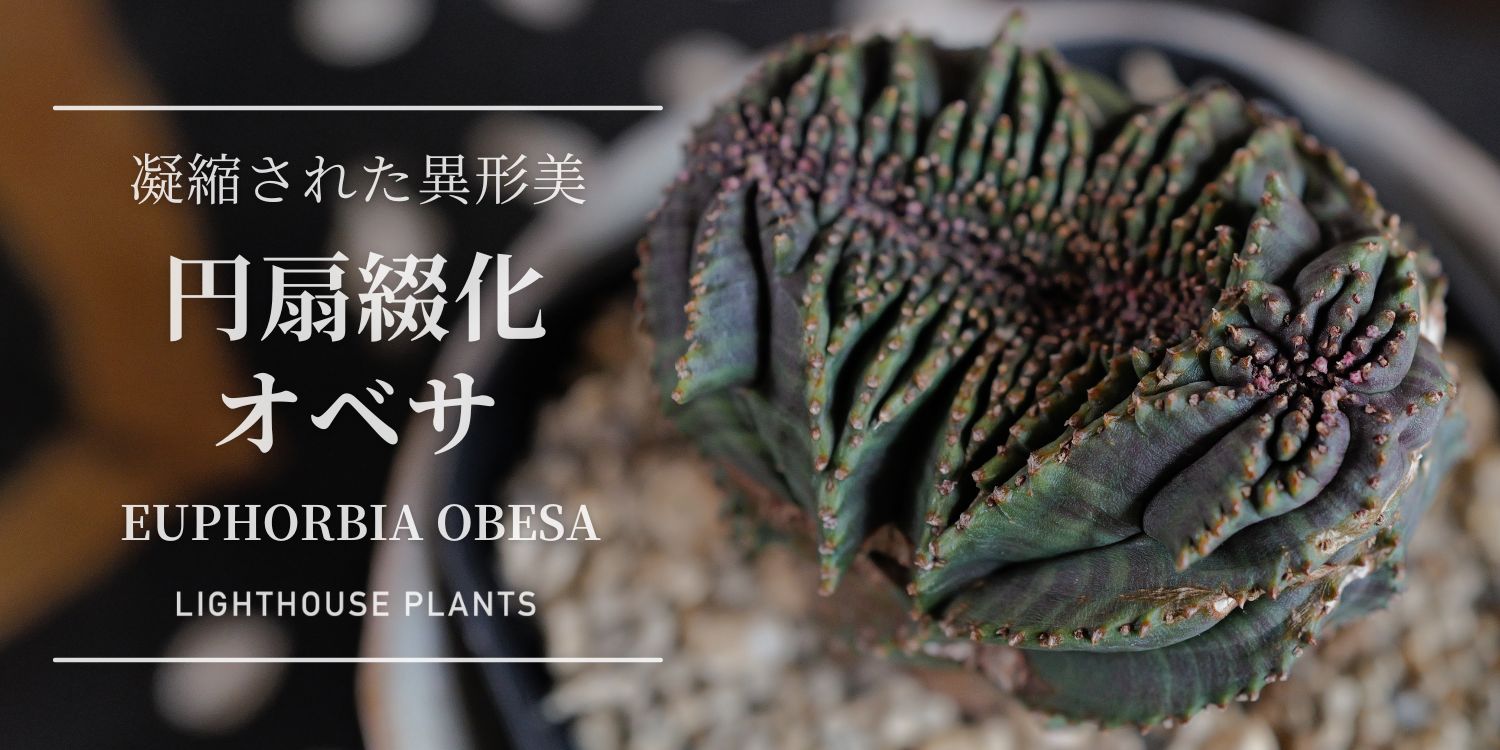 凝縮された異形美 円扇綴化 オベサ