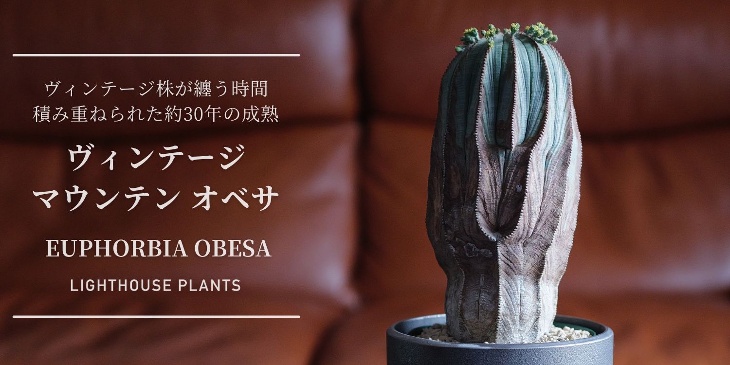 ヴィンテージ株が纏う時間。積み重ねられた約30年の成熟オベサ