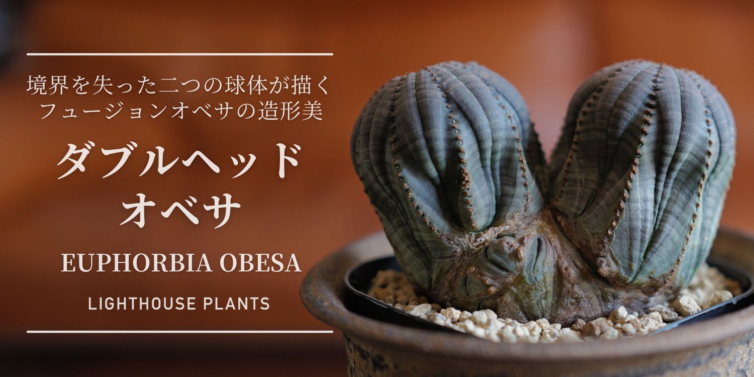 BLOG | LIGHTHOUSE.PLANTS - 海外実生株のオベサなど輸入植物を販売