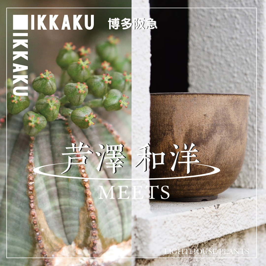 【作家紹介】芦澤和洋氏 IKKAKU 博多阪急 8/30-9/1開催