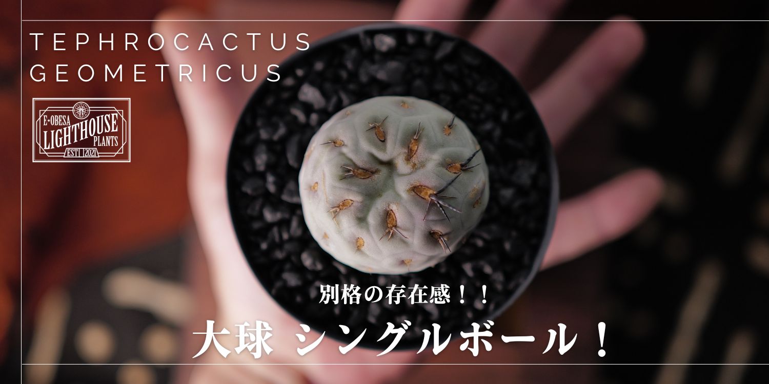 スケール感に驚愕！大玉 テフロカクタス ゲオメトリクス