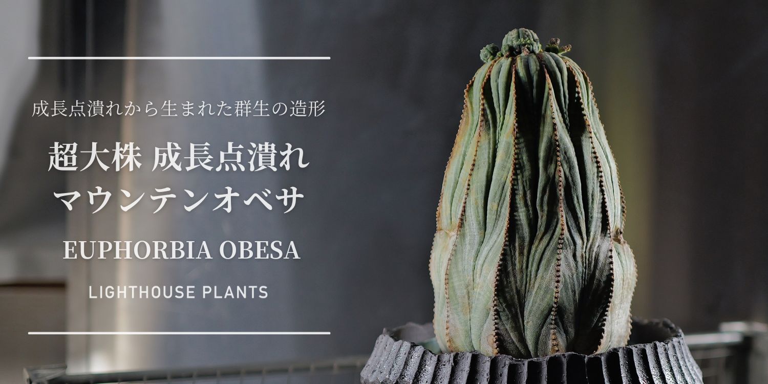 成長点潰れから生まれた群生の造形 超大株 成長点潰れ マウンテンオベサ