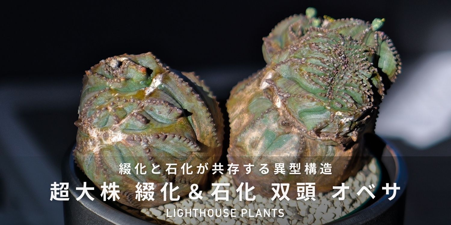 綴化と石化が共存する異型構造 超大株 マルチヘッド オベサ