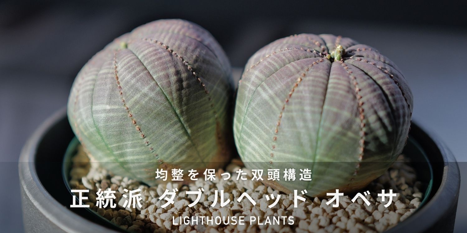 均整を保った双頭構造。正統派 ダブルヘッド オベサ