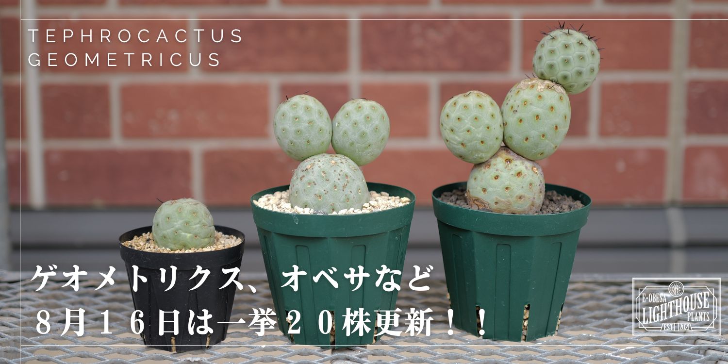 オベサ、テフロカクタス ゲオメトリクス 合計20株更新!