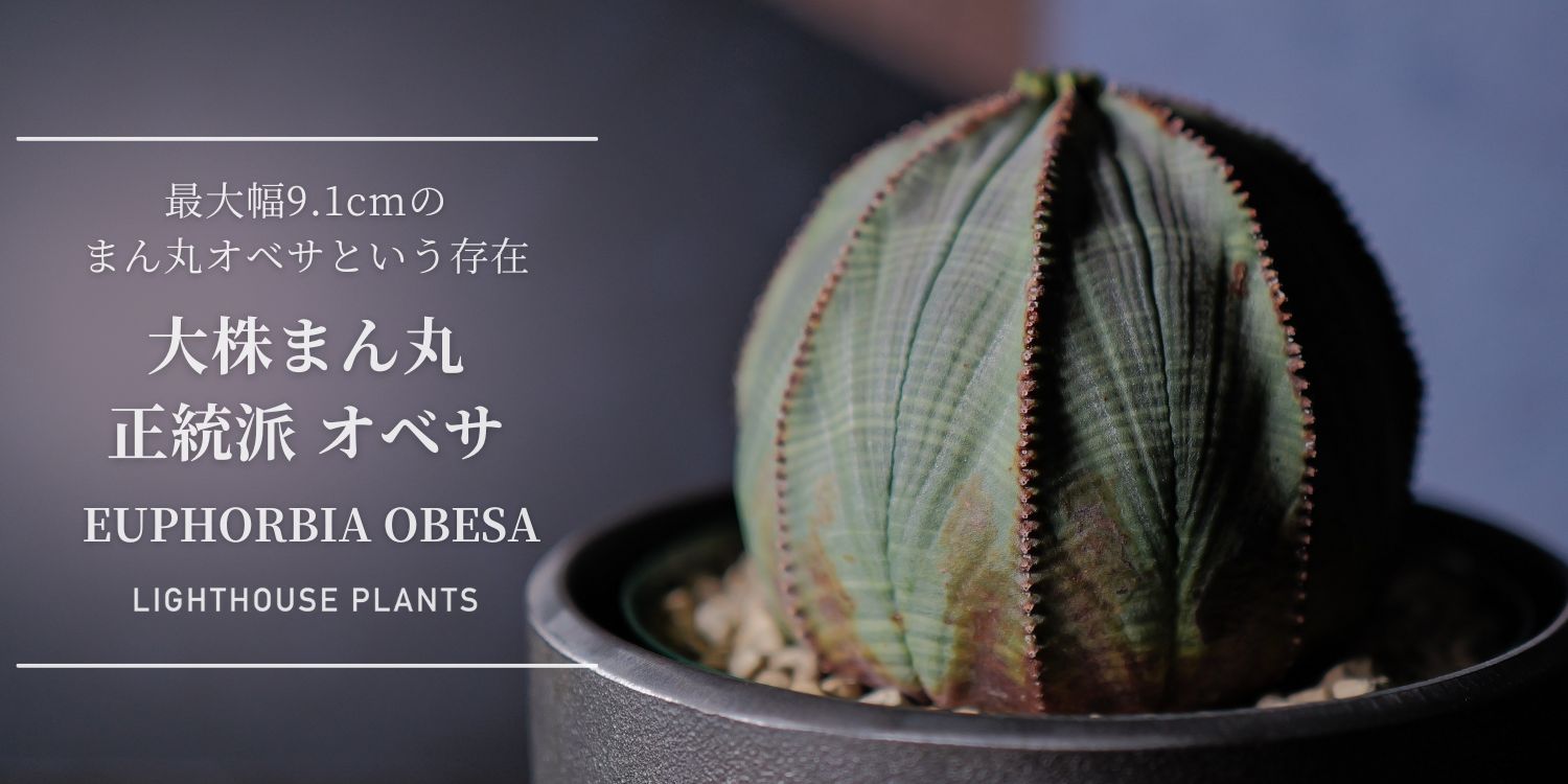 最大幅9.1cmのまん丸オベサという存在! 大株 まん丸 オベサ