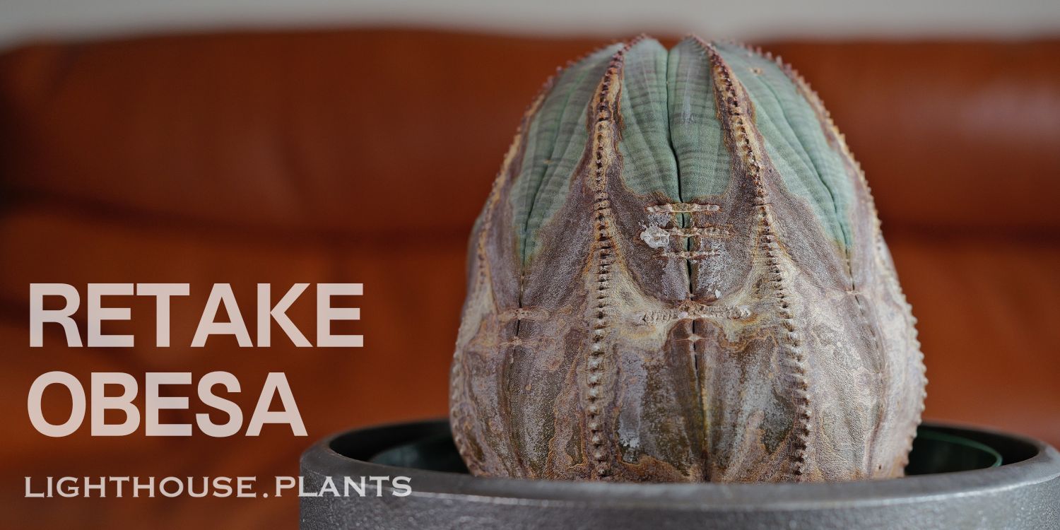 BLOG | LIGHTHOUSE.PLANTS - 海外実生株のオベサなど輸入植物を販売