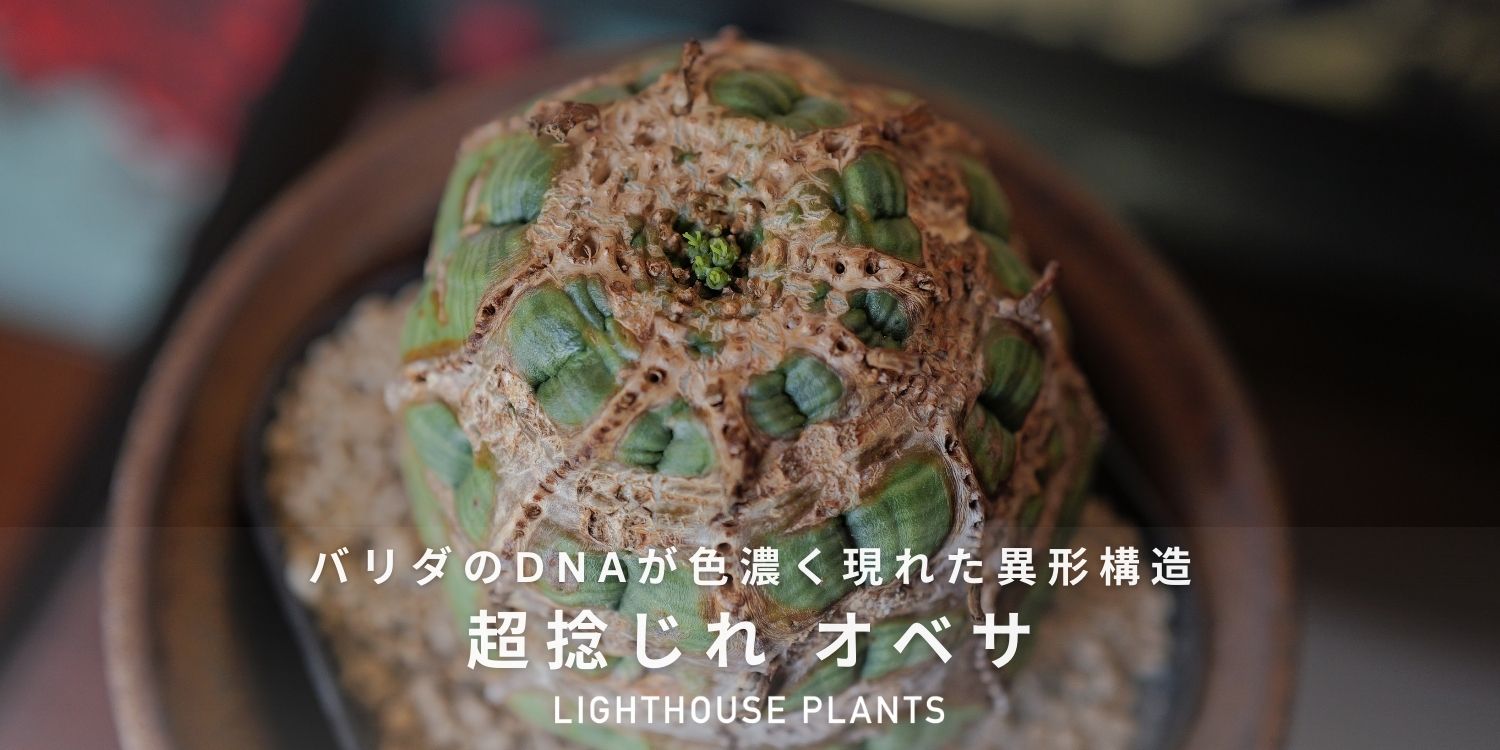 フランケンシュタインのような強烈な捻れを持つラギットなオベサ