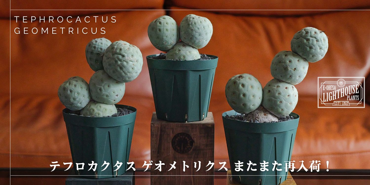 大玉 テフロカクタス ゲオメトリクスもまたまた再販!