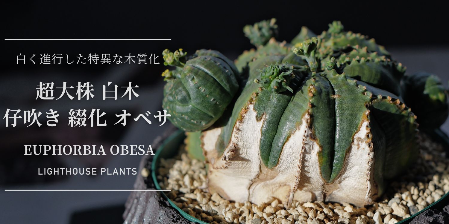 白く進行した特異な木質化。白木 仔吹き 捻じれ 綴化 オベサ