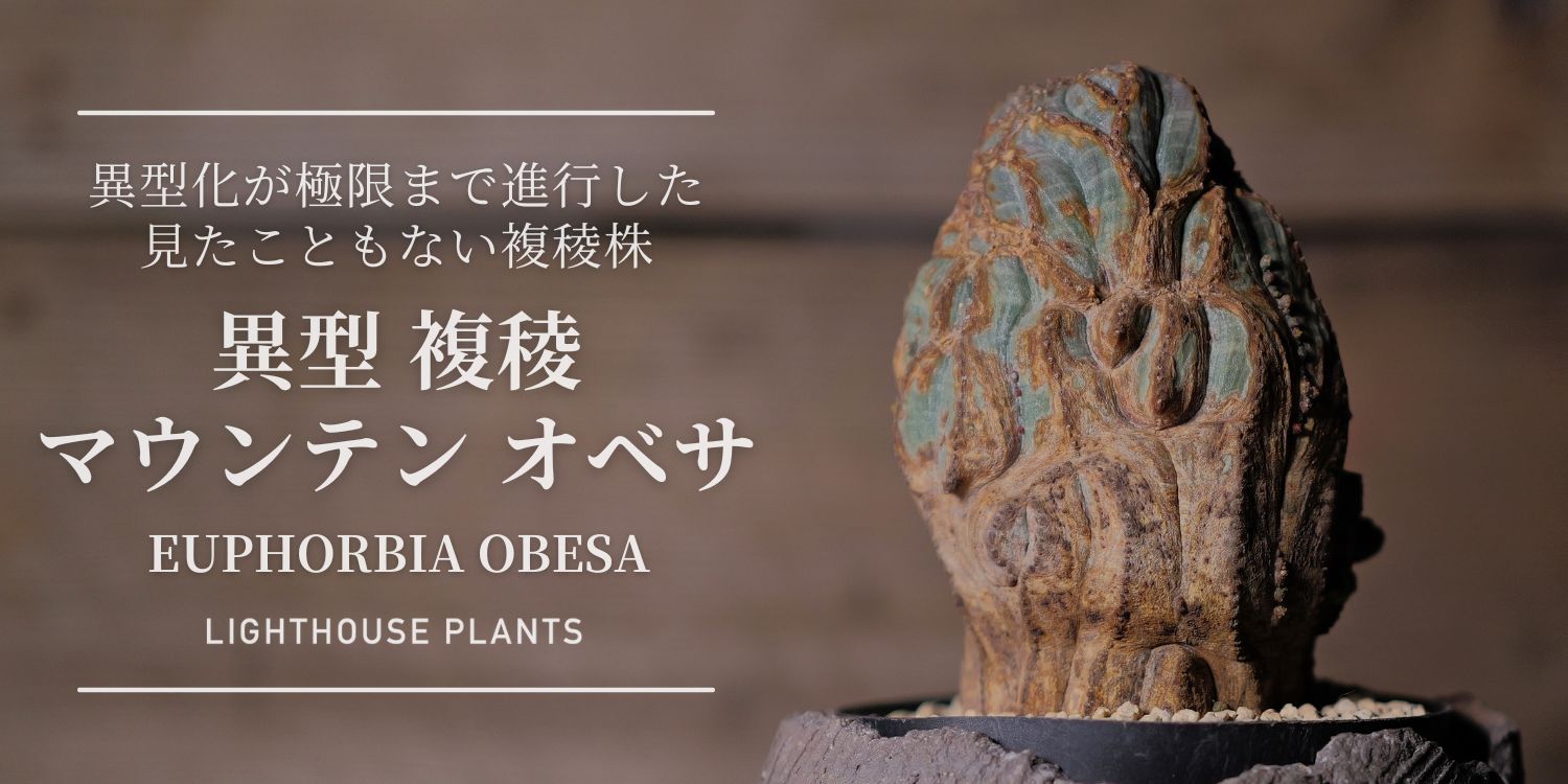 異型化が極限まで進行した複稜 マウンテン オベサ