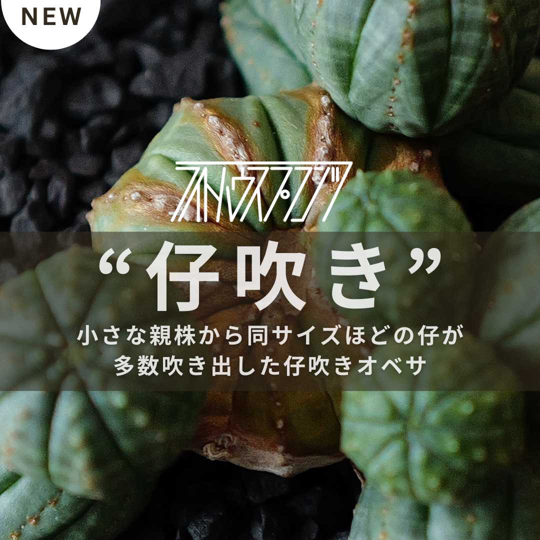 親より仔の成長速度が凄まじい？！仔吹きユーフォルビア オベサ