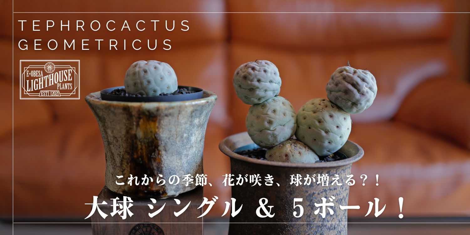 花が咲き、珠が増える？！ テフロカクタス ゲオメトリクス