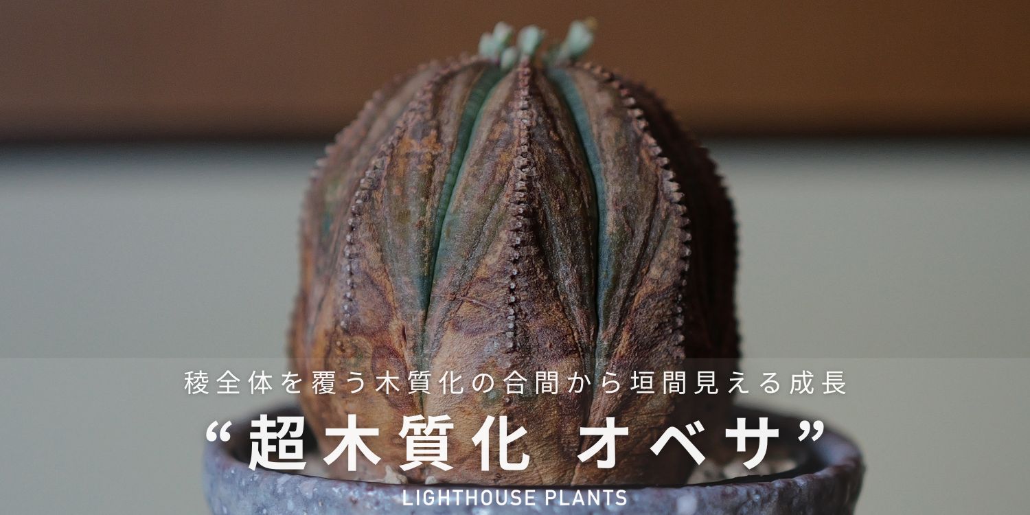 稜全体を覆う木質化の合間から垣間見える成長！超木質化 オベサ