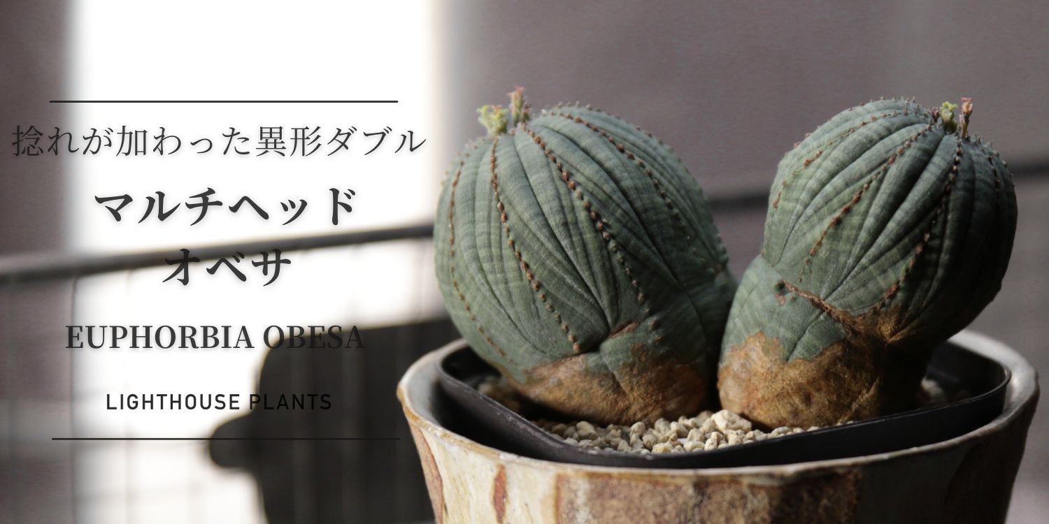 捻れが生んだ、非対称の美学。マルチヘッド オベサ