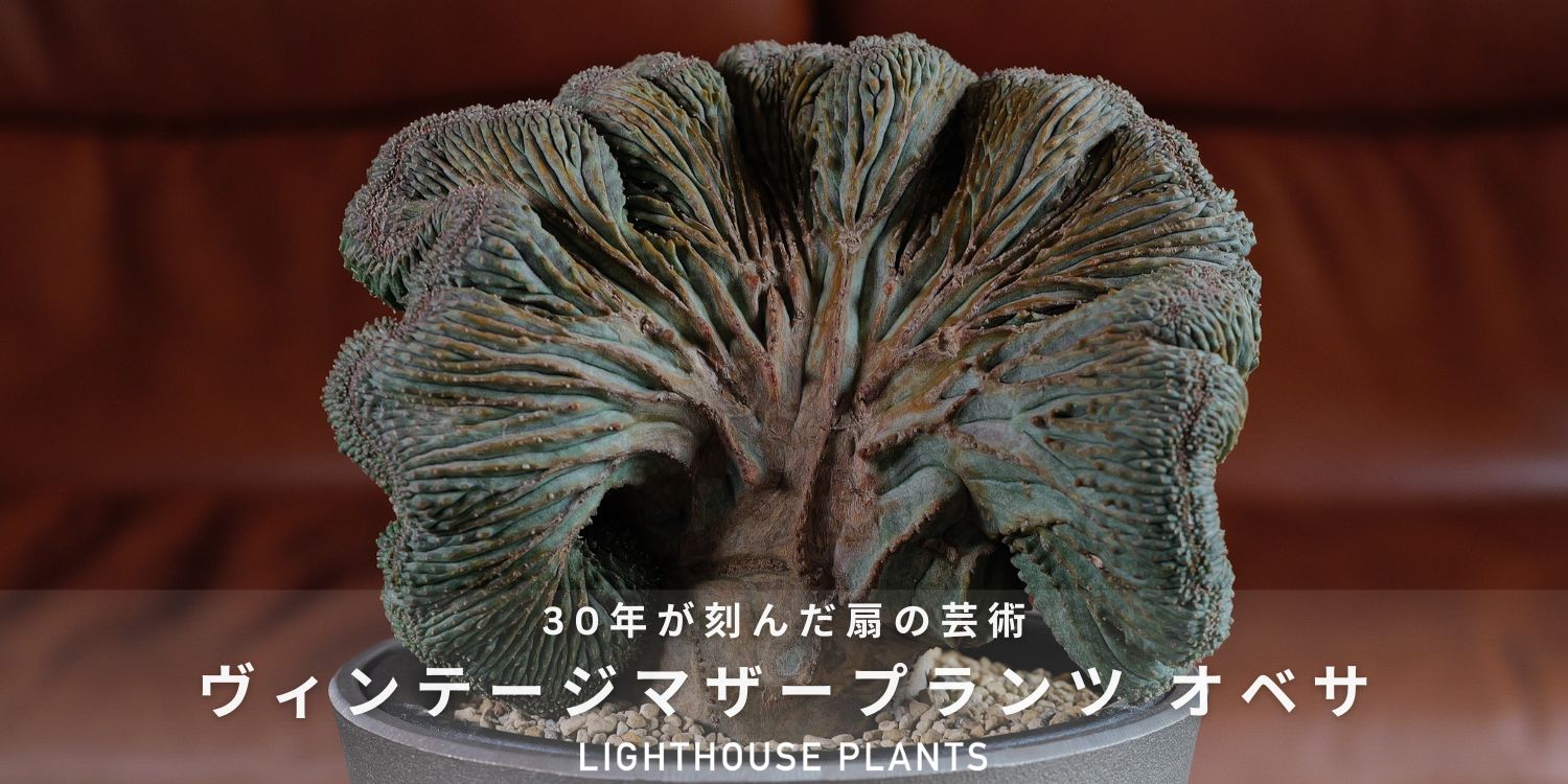 30年が刻んだ扇の芸術。ヴィンテージ マザープランツ 綴化 オベサ