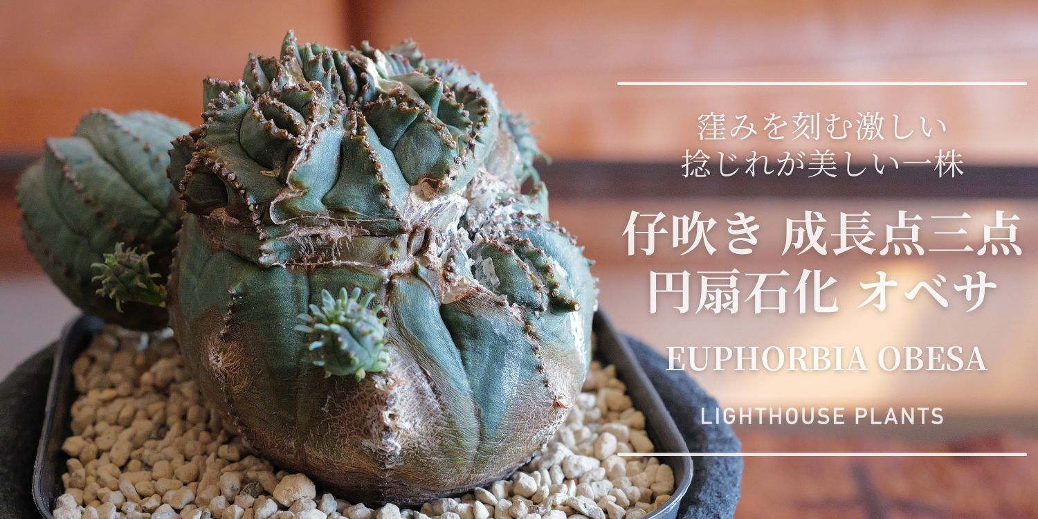 三点の成長点が暴れ出す、異型仔吹き 円扇石化 オベサ