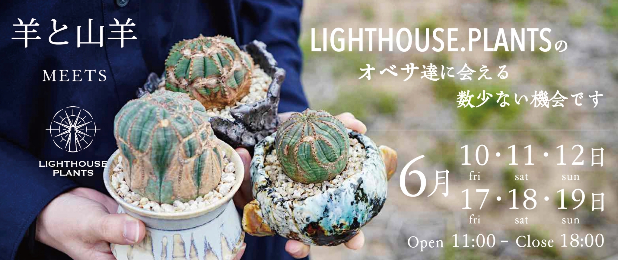 羊と山羊 MEETS LIGHTHOUSE. PLANTS - 未公開 200株以上のオベサを販売