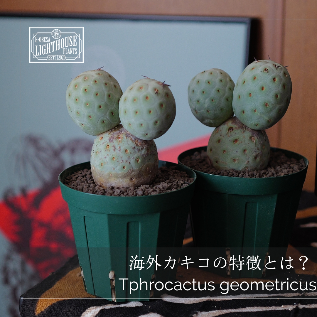 ナゼまん丸い？ ゲオメトリクス 海外カキコ株の魅力を語る