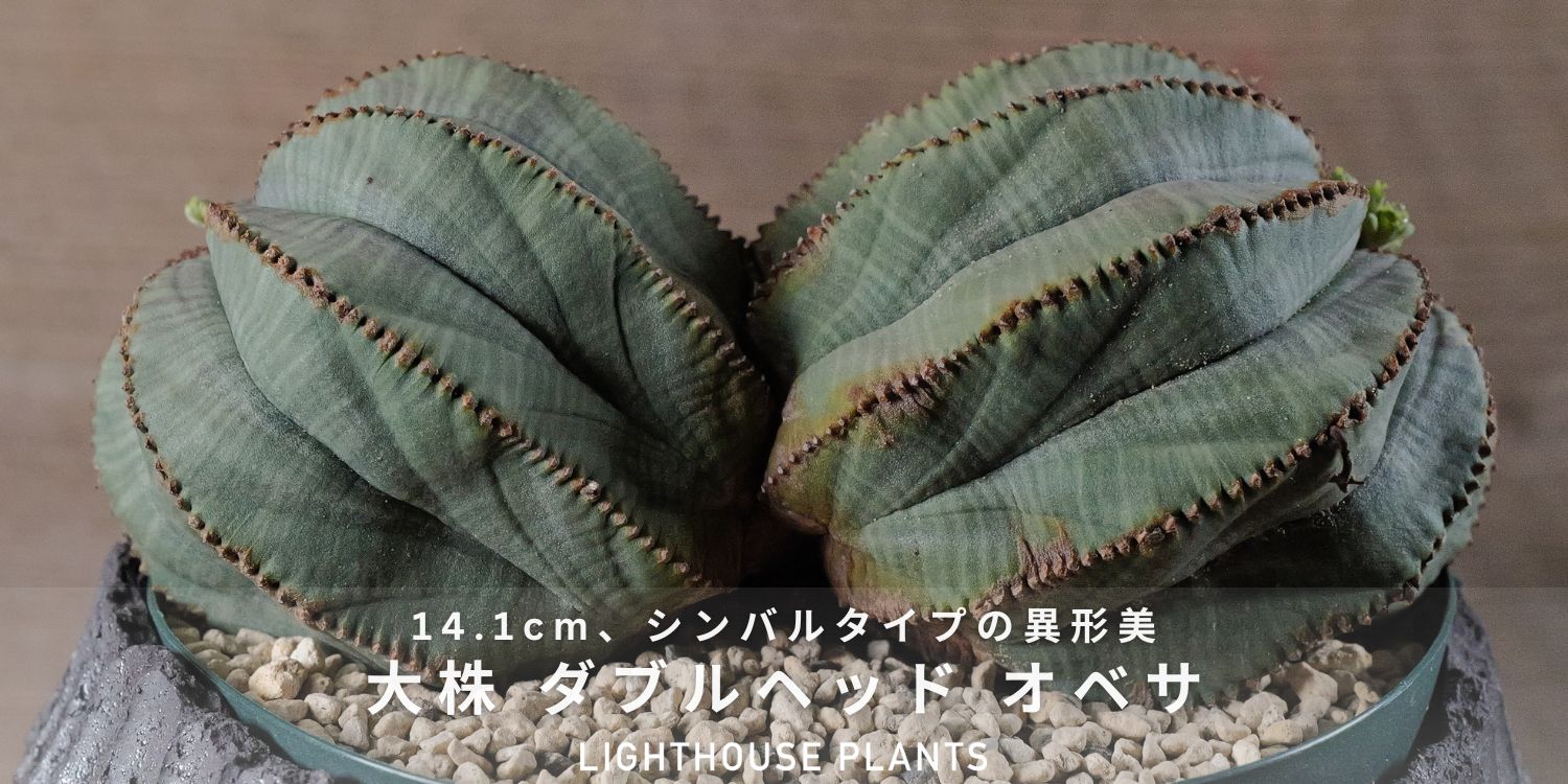 最大幅 14.1cm、シンバルタイプの異形美 超大株 ダブルヘッド オベサ