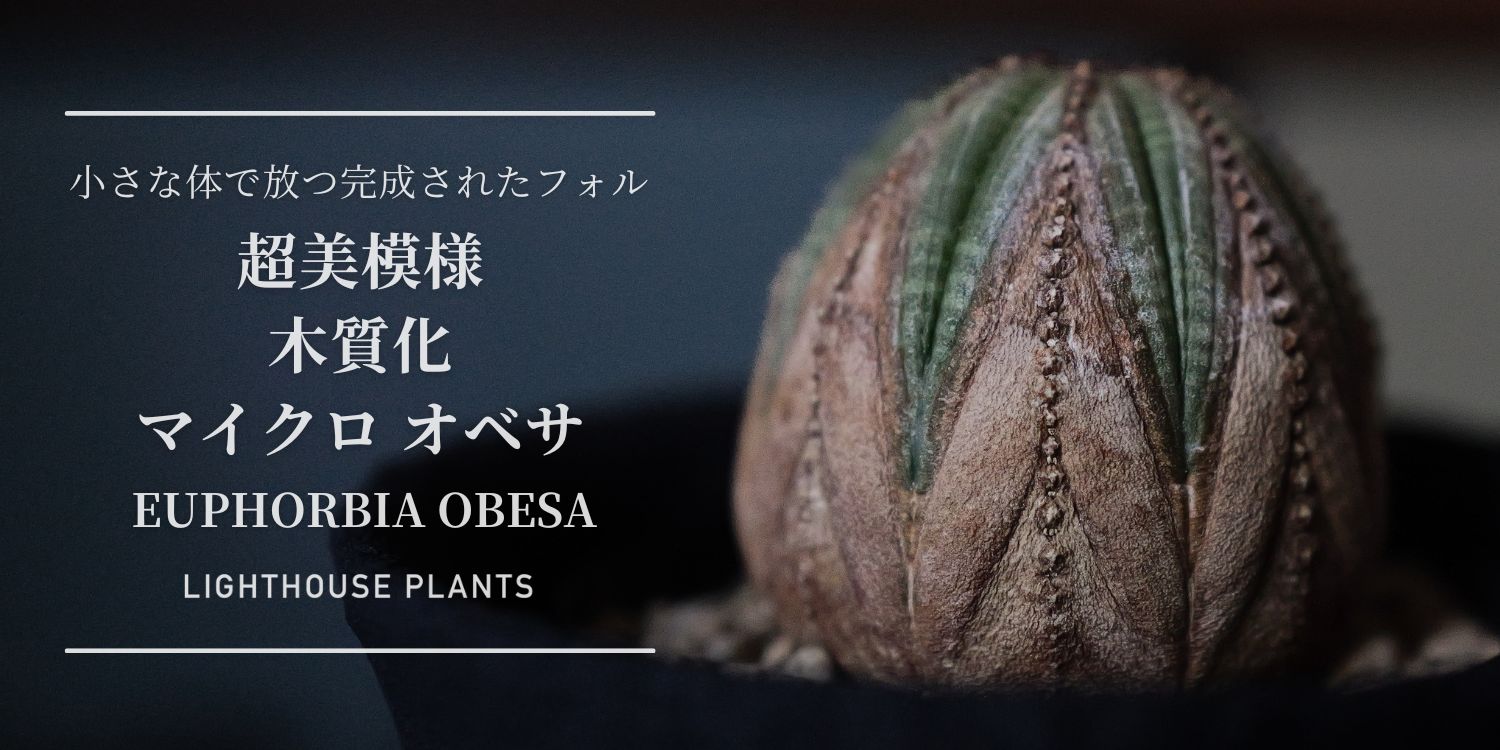 小さな体で放つ完成されたフォルム マイクロ オベサ