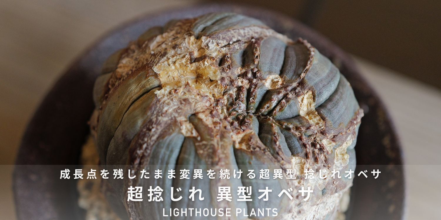 成長点を残したまま変異を続ける超異型 捻じれオベサ