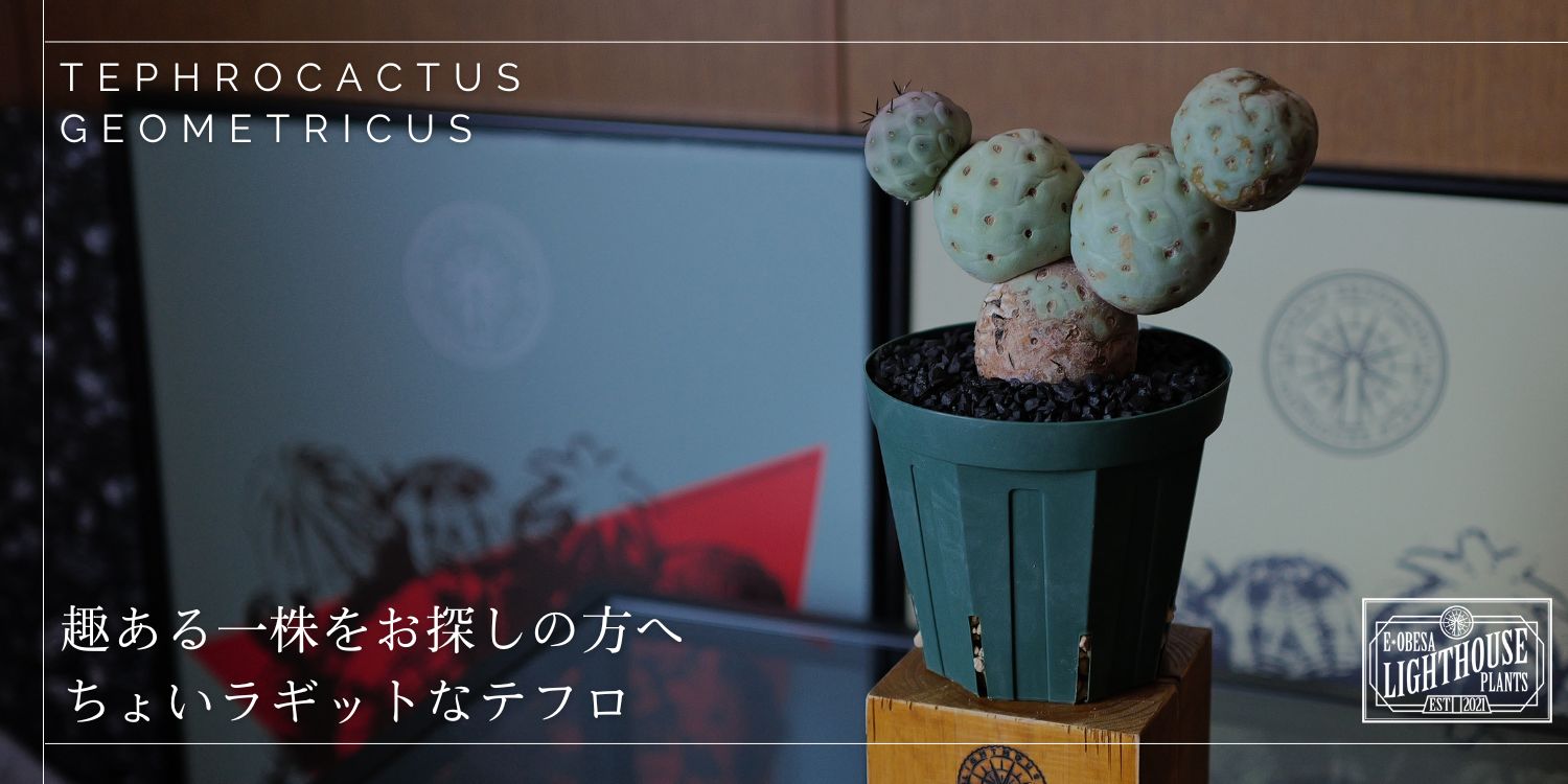 メンズが好むラギットなテフロカクタス ゲオメトリクス