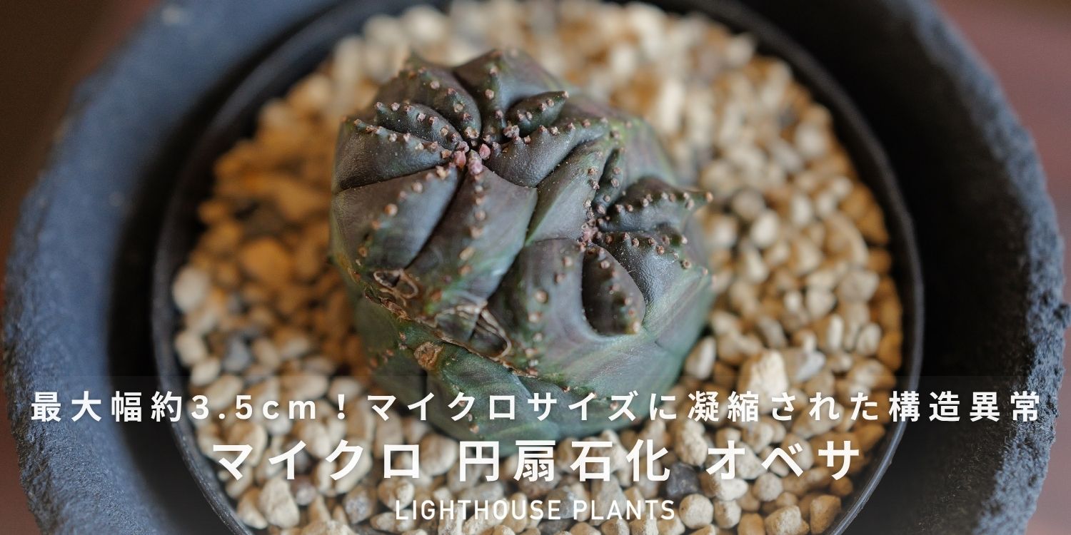 マイクロサイズに凝縮された構造異常！3.5cm 円扇石化 オベサ