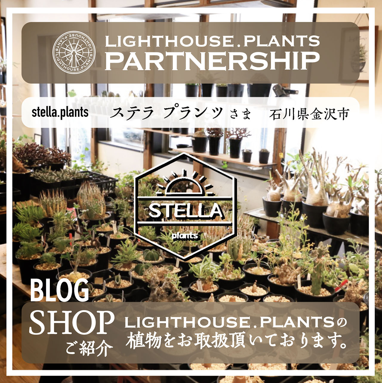 石川県金沢市にあるステラプランツさんにてLIGHTHOUSE.PLANTSのオベサが買える！