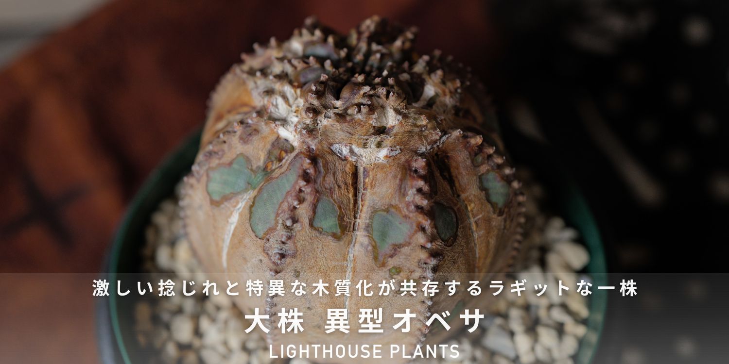 激しい捻じれと特異な木質化が共存するラギットなオベサ