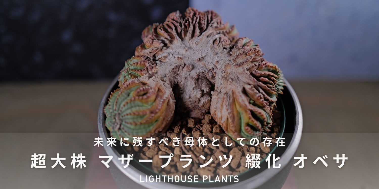 未来に残すべき母体としての存在 超大株 綴化 オベサ