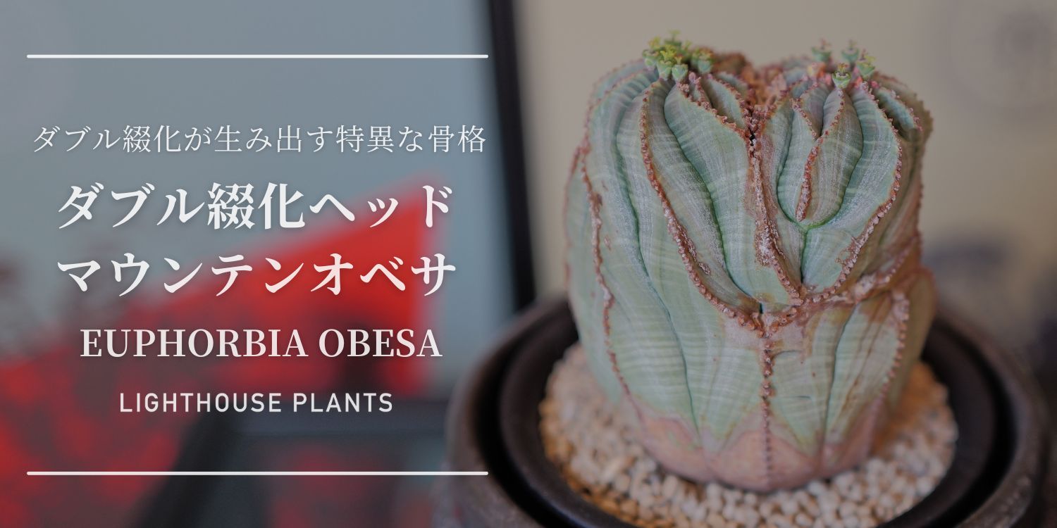 ダブル綴化が生み出す特異な骨格。ダブル綴化ヘッド マウンテンオベサ