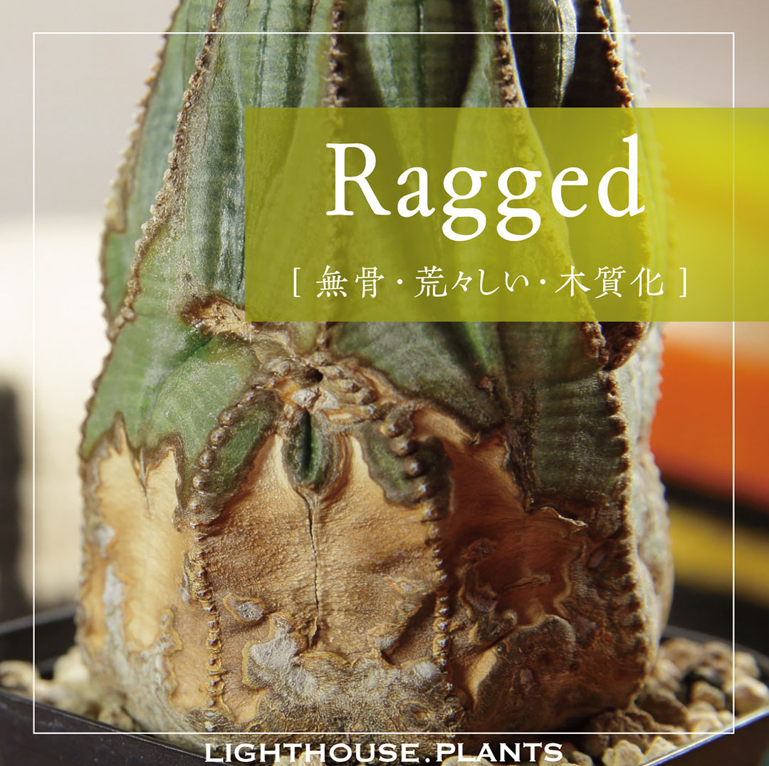 【RAGGED - ラギット】無骨で荒々しい生命力を感じるユーフォルビア オベサ